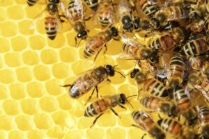 South Africa moves to strengthen beekeeping sector