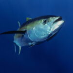 Countries shorten tuna fishing closure at Pacific summit with few conservation ‘wins’