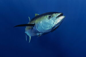 Countries shorten tuna fishing closure at Pacific summit with few conservation ‘wins’
