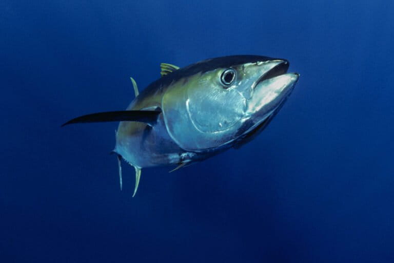 Countries shorten tuna fishing closure at Pacific summit with few conservation ‘wins’