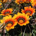 Flower likened to ‘cancer’ for environment still sold at nurseries