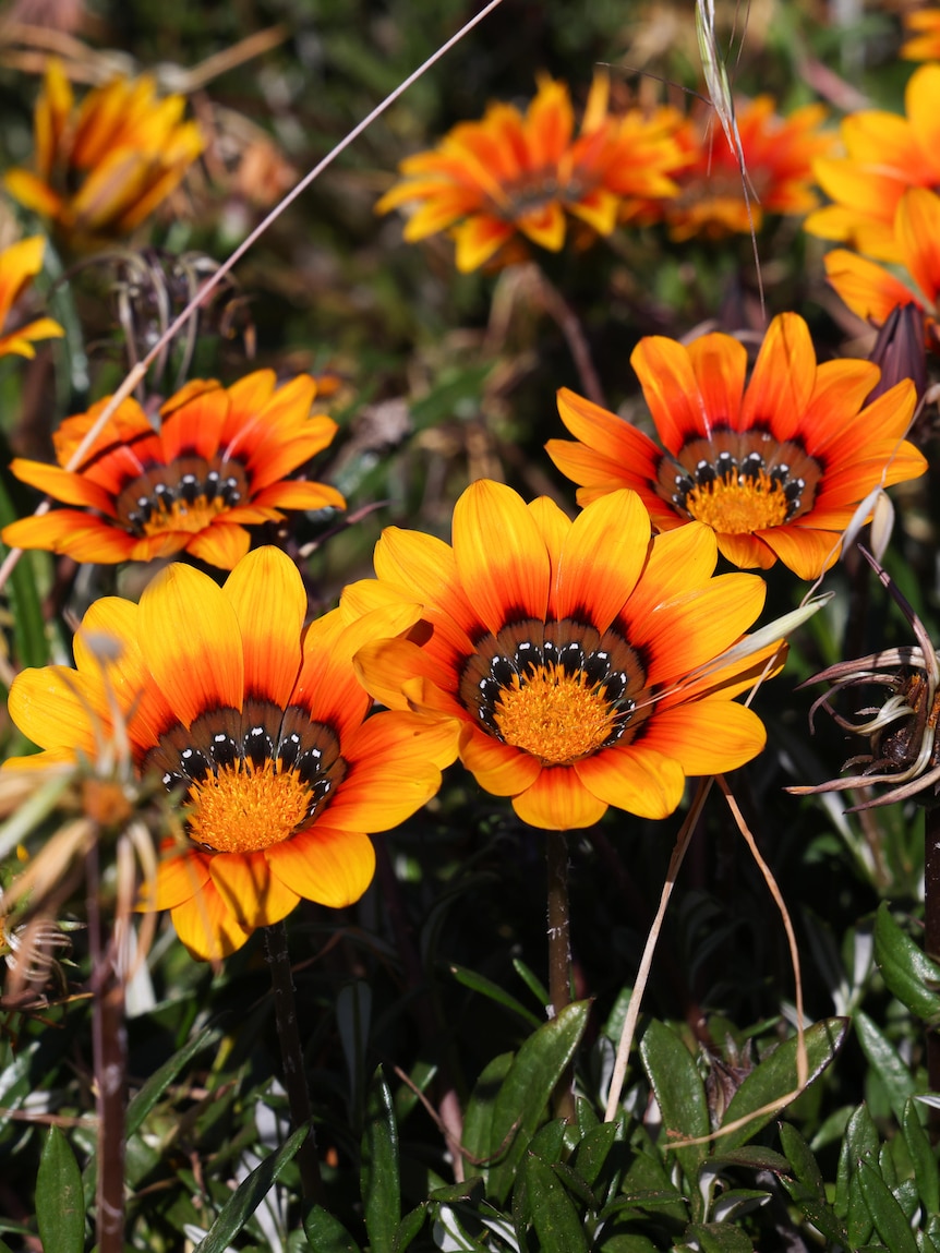 Flower likened to ‘cancer’ for environment still sold at nurseries