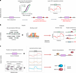 KATMAP infers splicing factor activity and regulatory targets from knockdown data