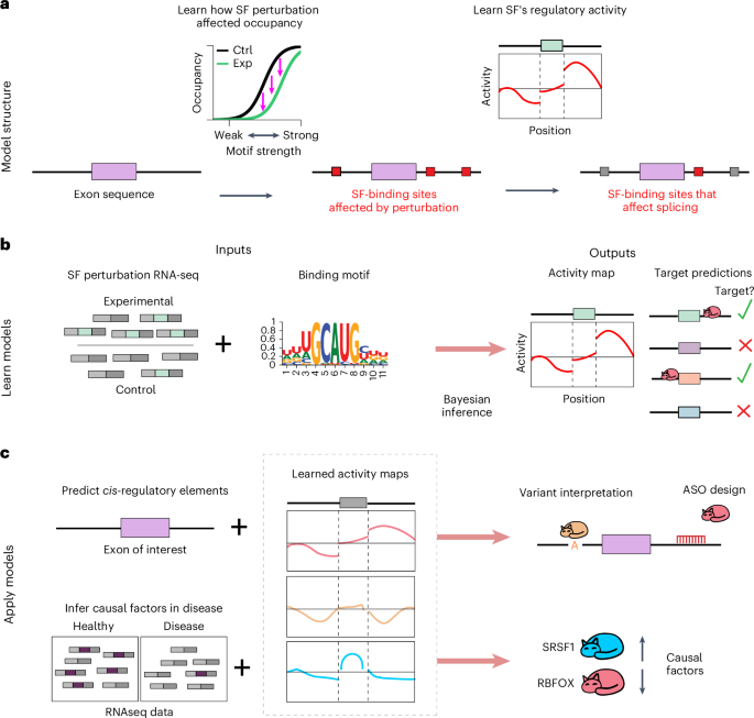 KATMAP infers splicing factor activity and regulatory targets from knockdown data