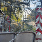 Bialowieza Forest at threat from military tensions along the Poland-Belarus border