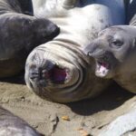 Signs of deadly bird flu strain in seals on Australian sub-Antarctic Heard Island