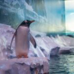 ‘Un-British’ conditions spark concern for penguins at London aquarium
