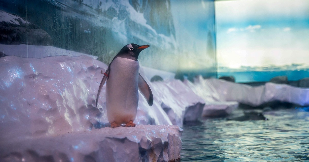 ‘Un-British’ conditions spark concern for penguins at London aquarium