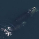 Latest North Atlantic Right Whales Numbers, While Trending In A ‘Positive Direction,’ Remain Dire