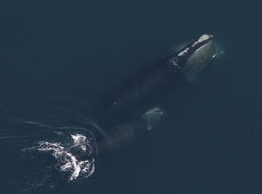 Latest North Atlantic Right Whales Numbers, While Trending In A ‘Positive Direction,’ Remain Dire