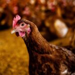 Why Bird Flu Is Surging Again—And What It Means for Public Health