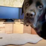 What happens when your dog uses the internet | Ilyena Hirskyj-Douglas