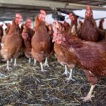 PAHO: Avian influenza A(H5N1) continues circulation in the Americas