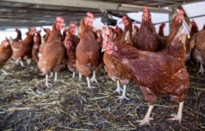 PAHO: Avian influenza A(H5N1) continues circulation in the Americas