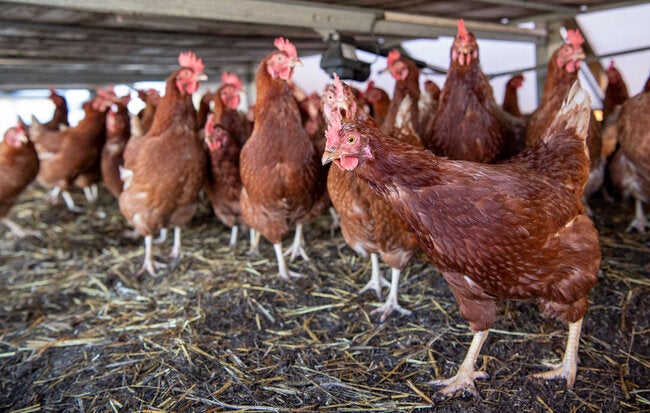 PAHO: Avian influenza A(H5N1) continues circulation in the Americas