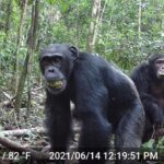 Study Reveals That Wild Chimps Consume a Surprising Amount of Alcohol Every Day