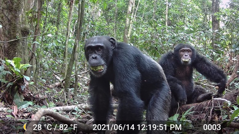Study Reveals That Wild Chimps Consume a Surprising Amount of Alcohol Every Day