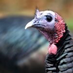 As Thanksgiving nears, a look at the history of wild turkey trades