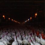 How America broke the turkey