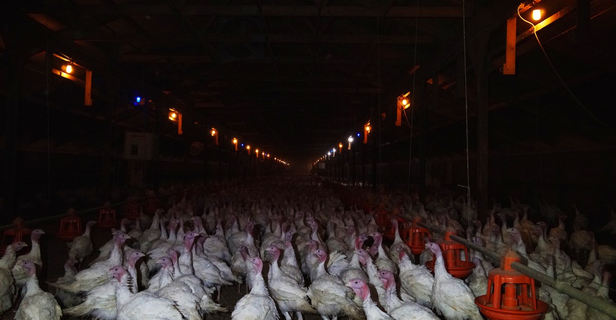 How America broke the turkey