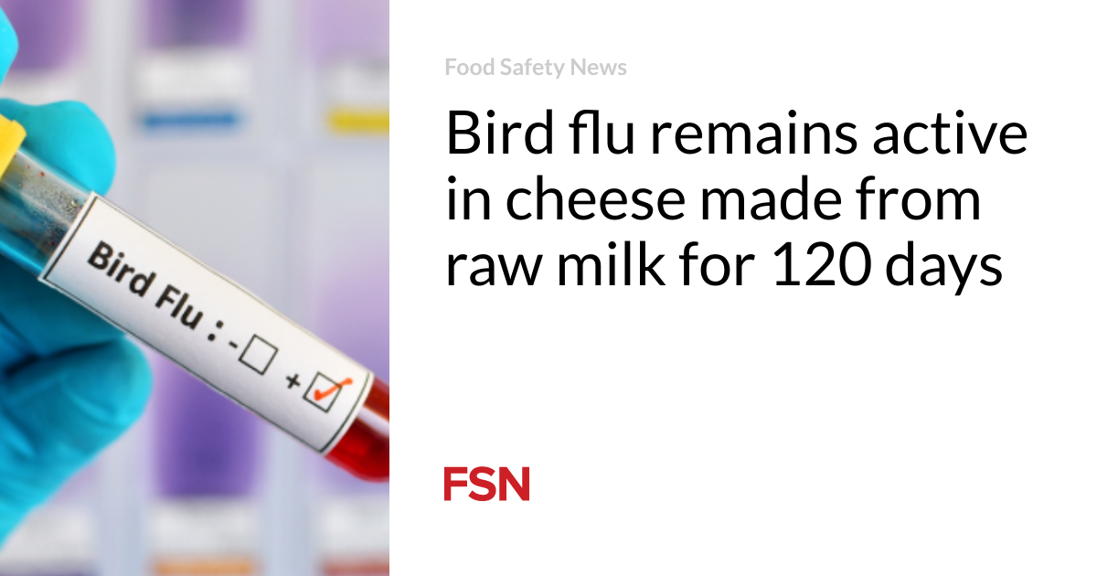 Bird flu remains active in cheese made from raw milk for 120 days