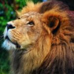 Azizi, beloved lion at Moncton zoo, remembered as gentle prankster