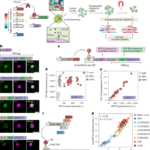 Multiplexed profiling of transcriptional regulators in plant cells