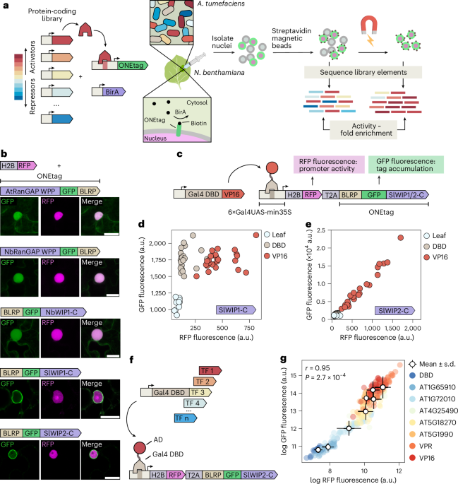 Multiplexed profiling of transcriptional regulators in plant cells