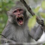 Herpes-COVID Monkeys on the Loose After Big Rig Crashes: Report