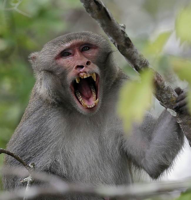 Herpes-COVID Monkeys on the Loose After Big Rig Crashes: Report