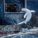 Report finds dangerous mercury levels, highlights mislabeling in shark meat sold in EU