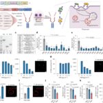 Antimicrobial peptide delivery to lung as peptibody mRNA in anti-inflammatory lipids treats multidrug-resistant bacterial pneumonia