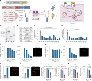 Antimicrobial peptide delivery to lung as peptibody mRNA in anti-inflammatory lipids treats multidrug-resistant bacterial pneumonia