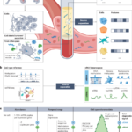 Cell type inference in cell-free nucleic acid liquid biopsy