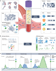 Cell type inference in cell-free nucleic acid liquid biopsy