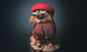 You Might Be Loving Fluffy to Death