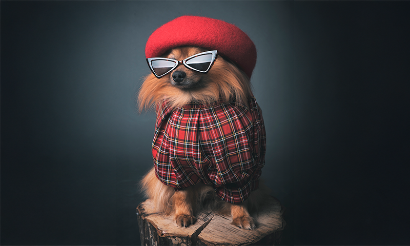 You Might Be Loving Fluffy to Death