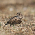 Rediscovery of South Africa’s most endangered bird sparks hope
