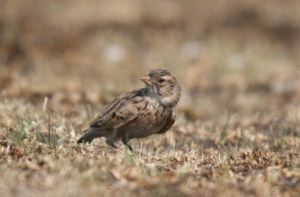 Rediscovery of South Africa’s most endangered bird sparks hope