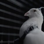 Pigeons as spies?  Russia sparks surveillance fears with ‘bio-drones’