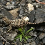 Scientists discover a stunning new golden-tongued lizard in China