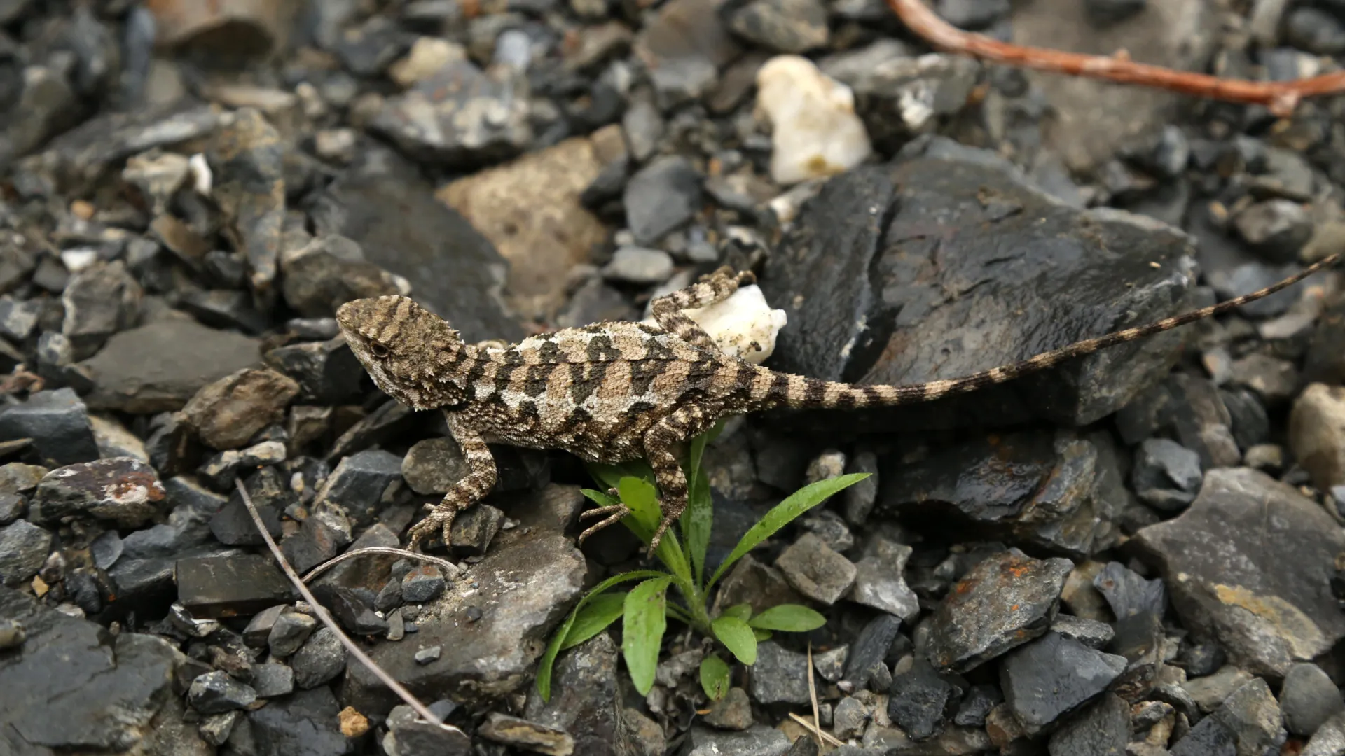 Scientists discover a stunning new golden-tongued lizard in China