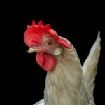 We may never get bird flu — or egg prices — under control