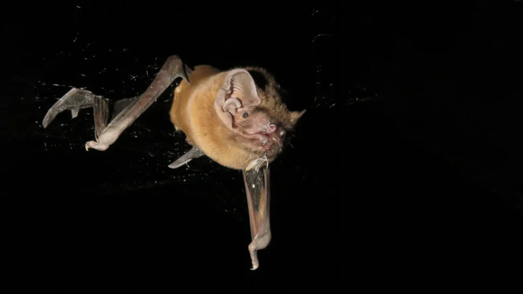 After 25 years, scientists solve the bird-eating bat mystery