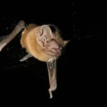 After 25 years, scientists solve the bird-eating bat mystery