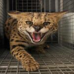 Dubai Police issue dangerous animal warning after resident surrenders serval cat