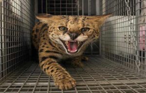 Dubai Police issue dangerous animal warning after resident surrenders serval cat