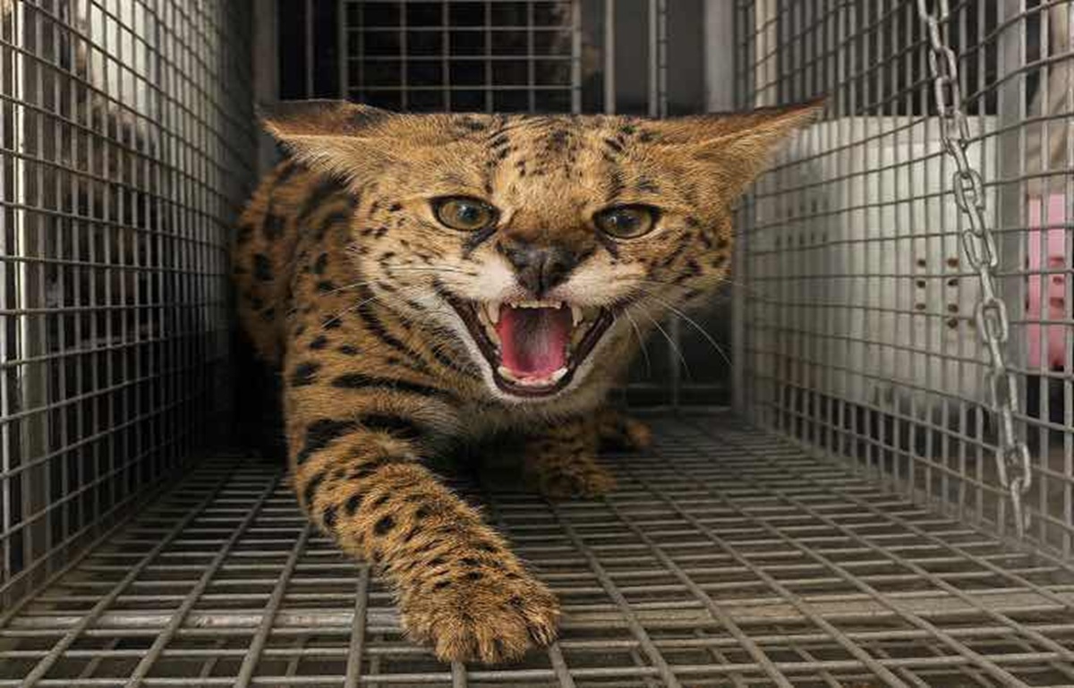 Dubai Police issue dangerous animal warning after resident surrenders serval cat