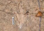 16,000 Fossilized Footprints Reveal South America's Forgotten Dinosaur Highway