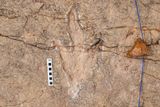 16,000 Fossilized Footprints Reveal South America's Forgotten Dinosaur Highway